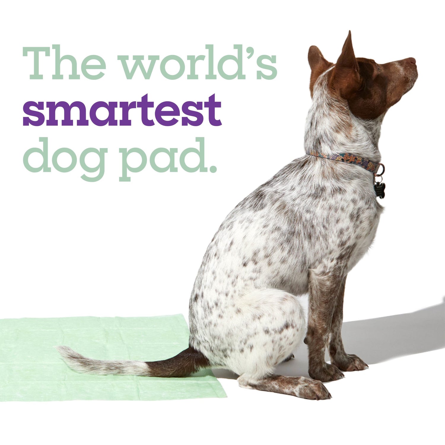 Health Tracker Dog Pads