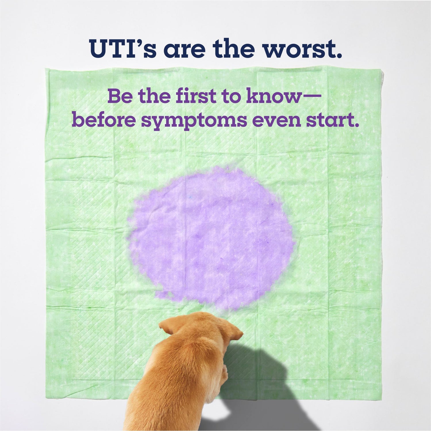 Health Tracker Dog Pads