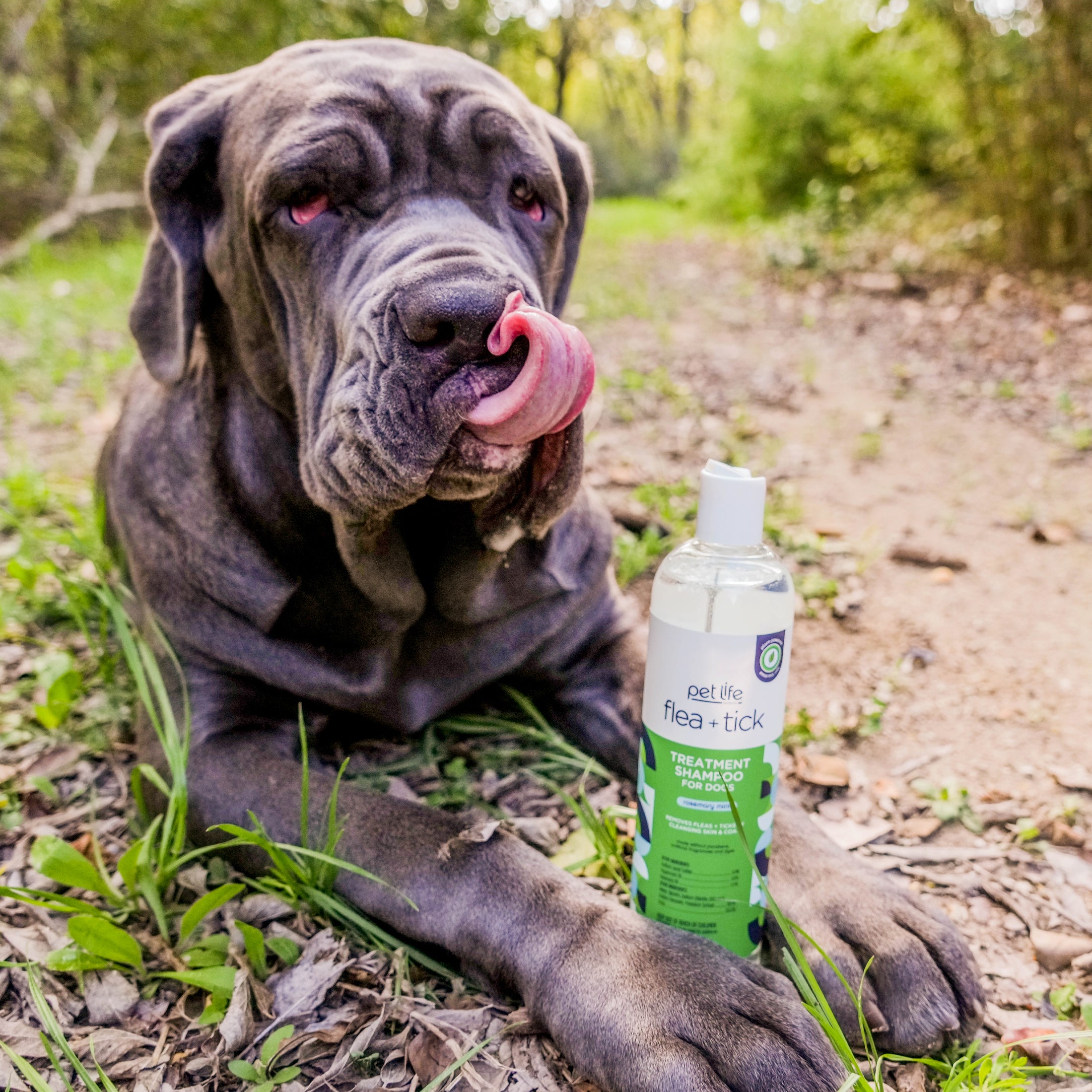 Champú para el tratamiento de pulgas y garrapatas para perros