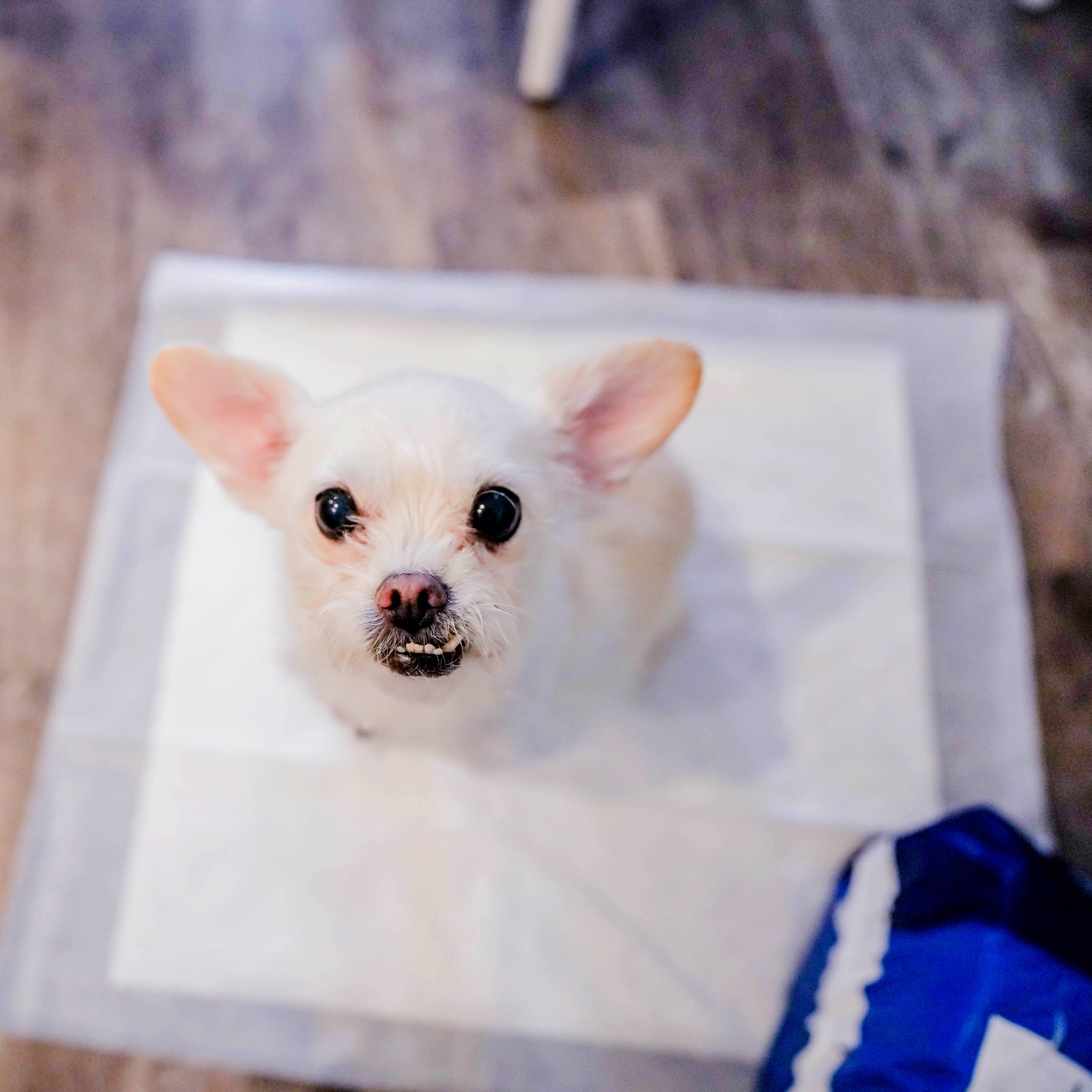 Leak proof puppy pads best sale