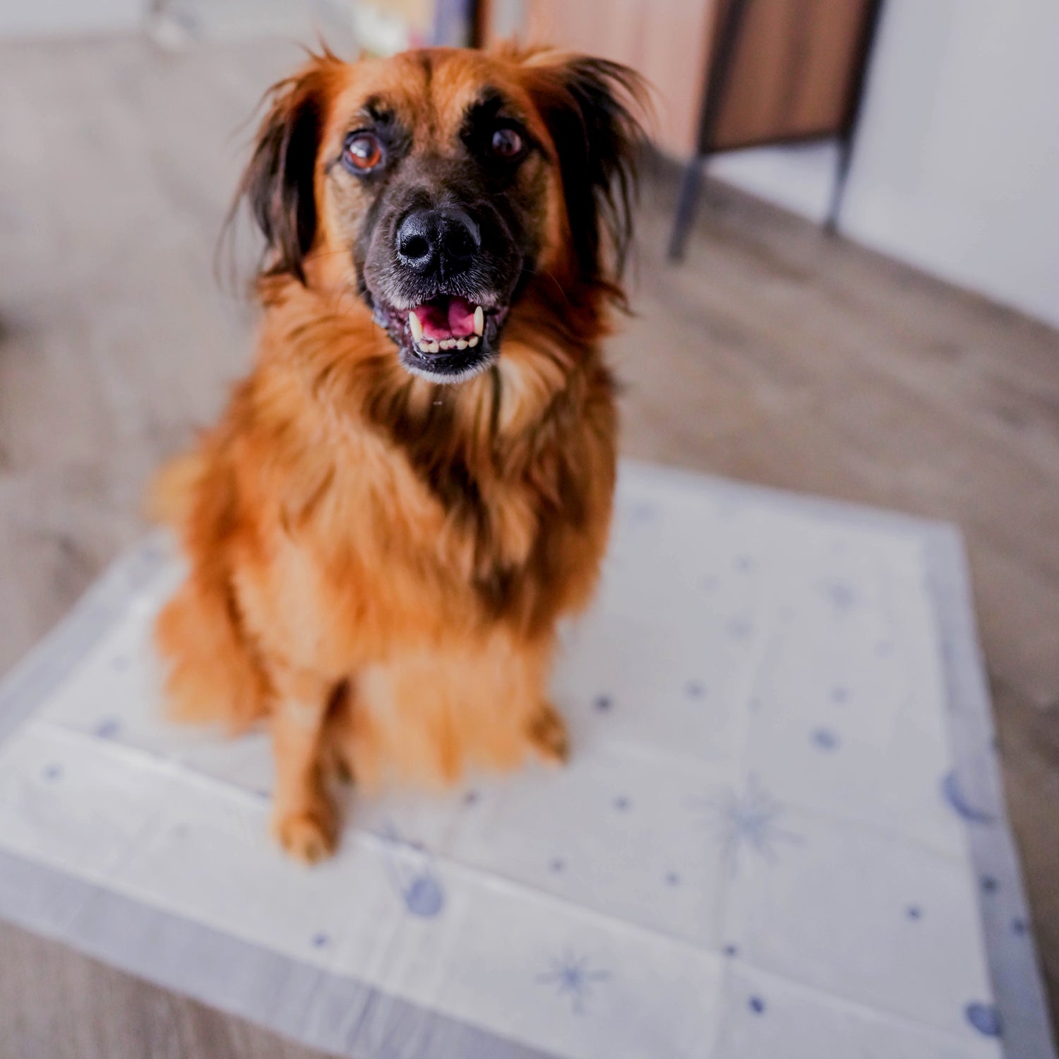 Almohadillas para perros Overnight Smart Prints