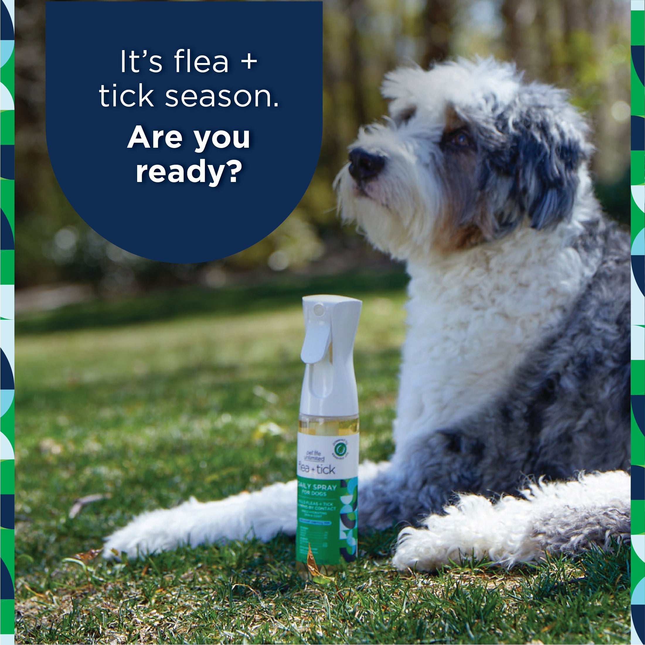 Homeopathic flea treatment for dogs hotsell