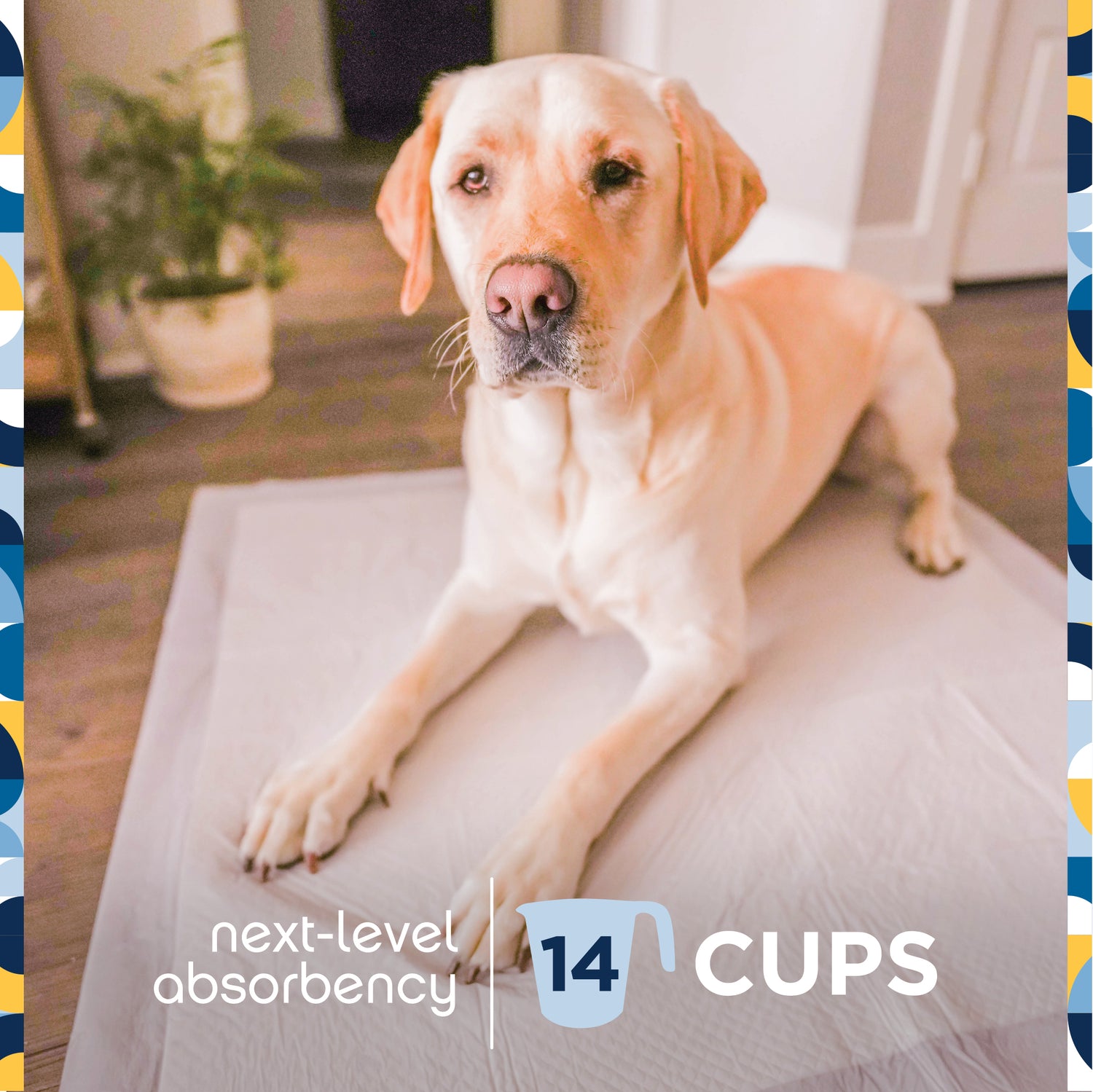 Pee Pad Dog Ate A Pad Puppy Training Puppy Keeps Eating Pee Pad