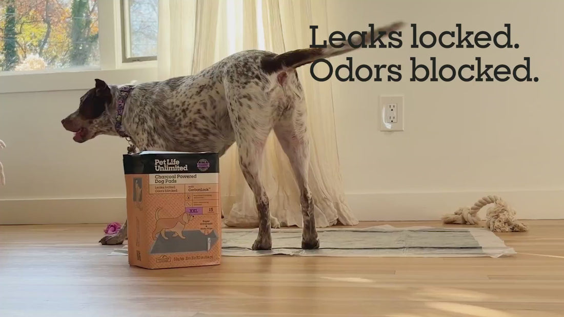 Charcoal Powered Dog Pads, XXL