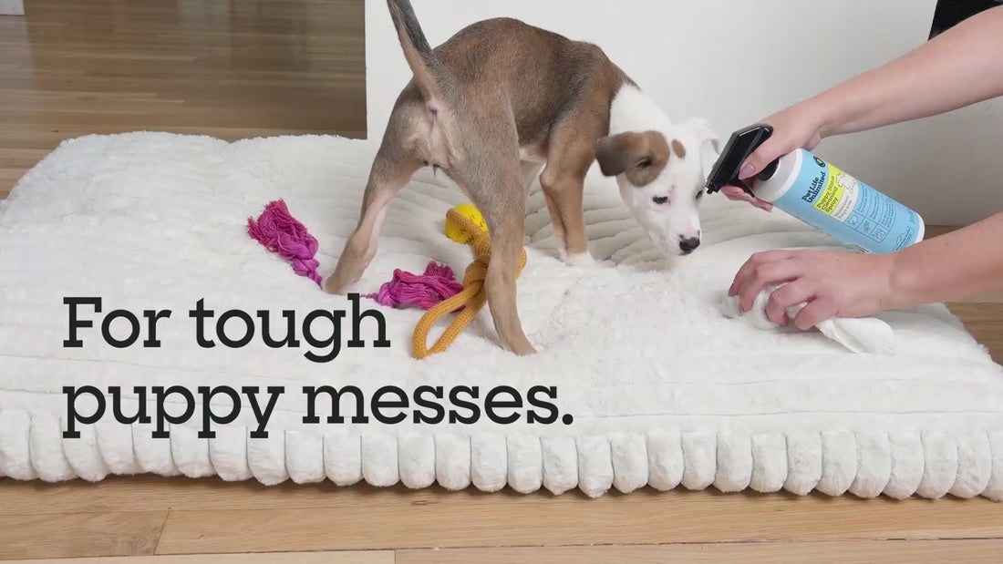Puppy Home Cleaning Spray