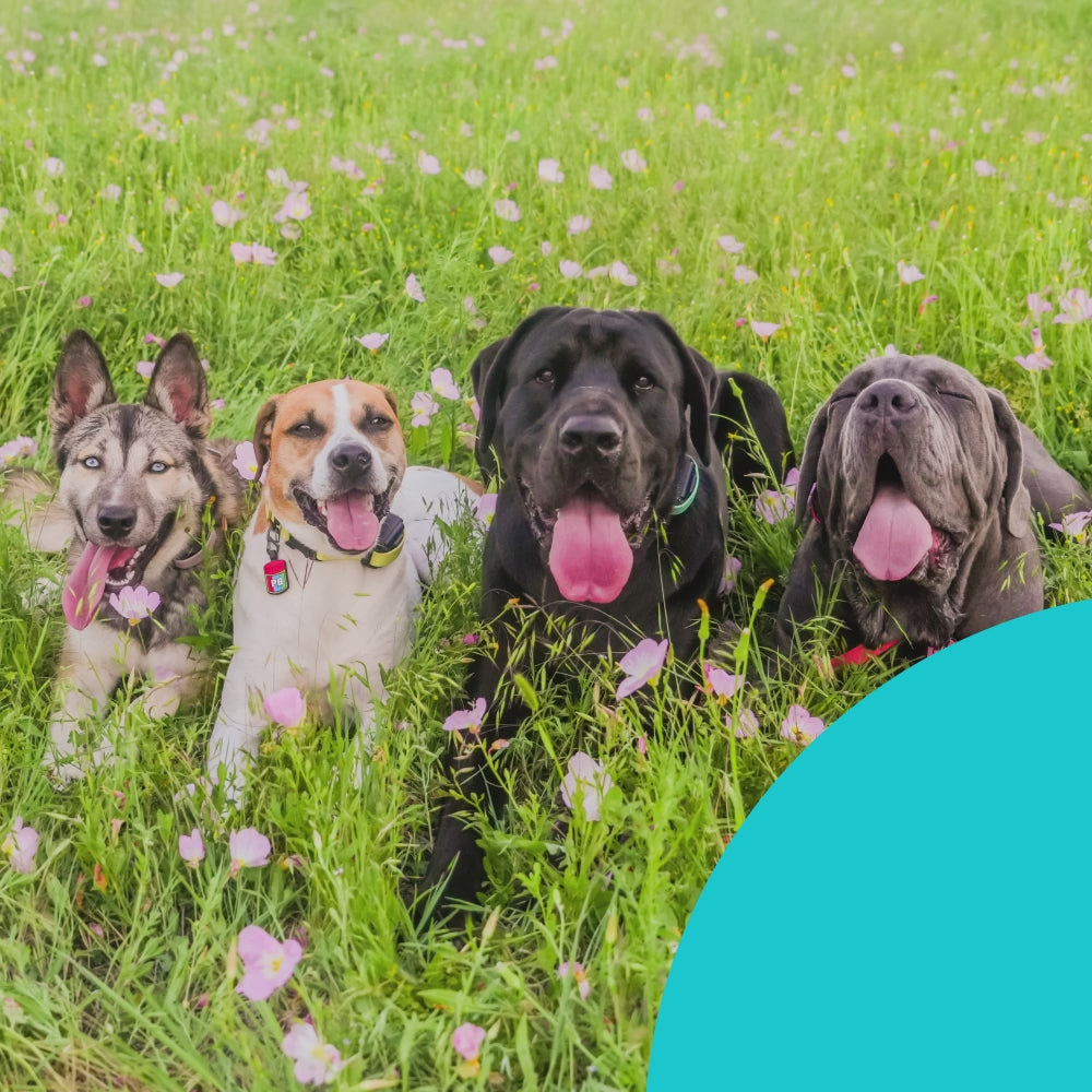 Flea & Tick Spray Shampoo for Dogs