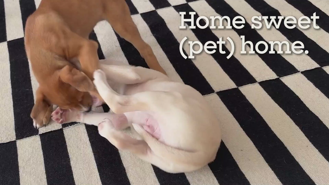 Carpet Refresher, Juniper Leaf